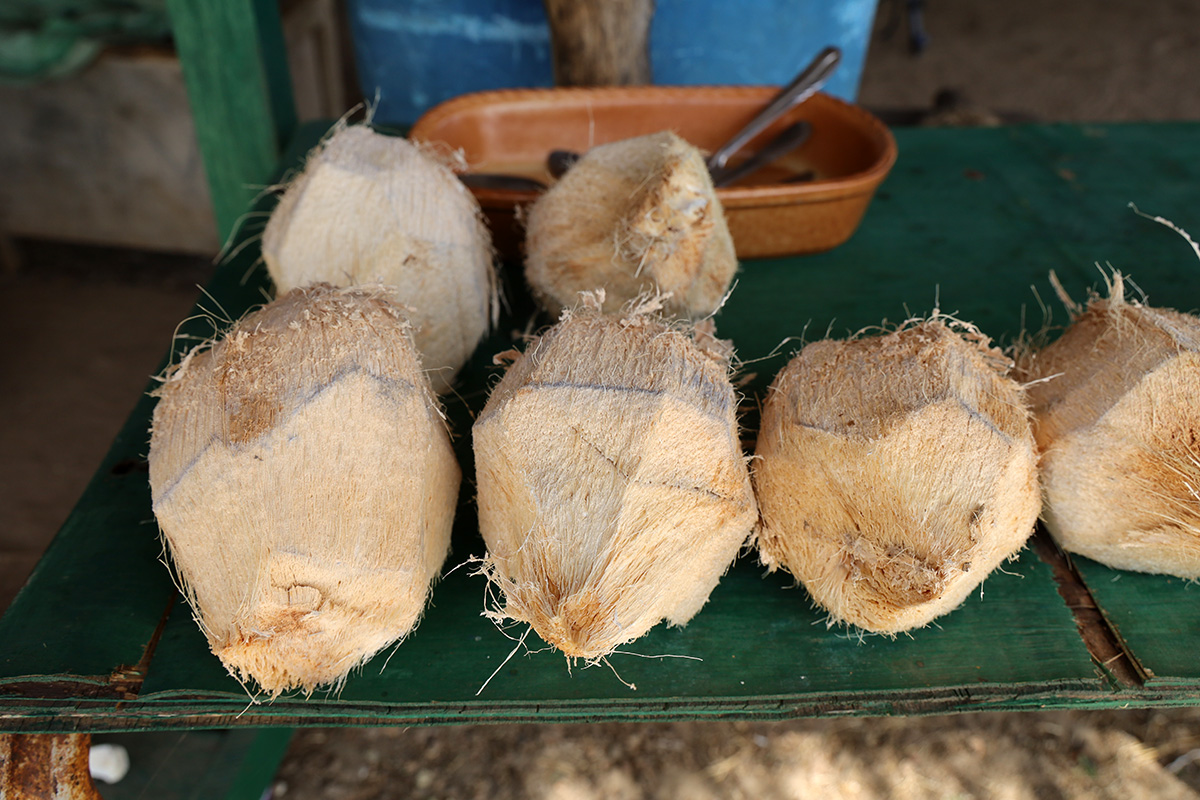Kokosnoten op het strand in kartong, Gambia